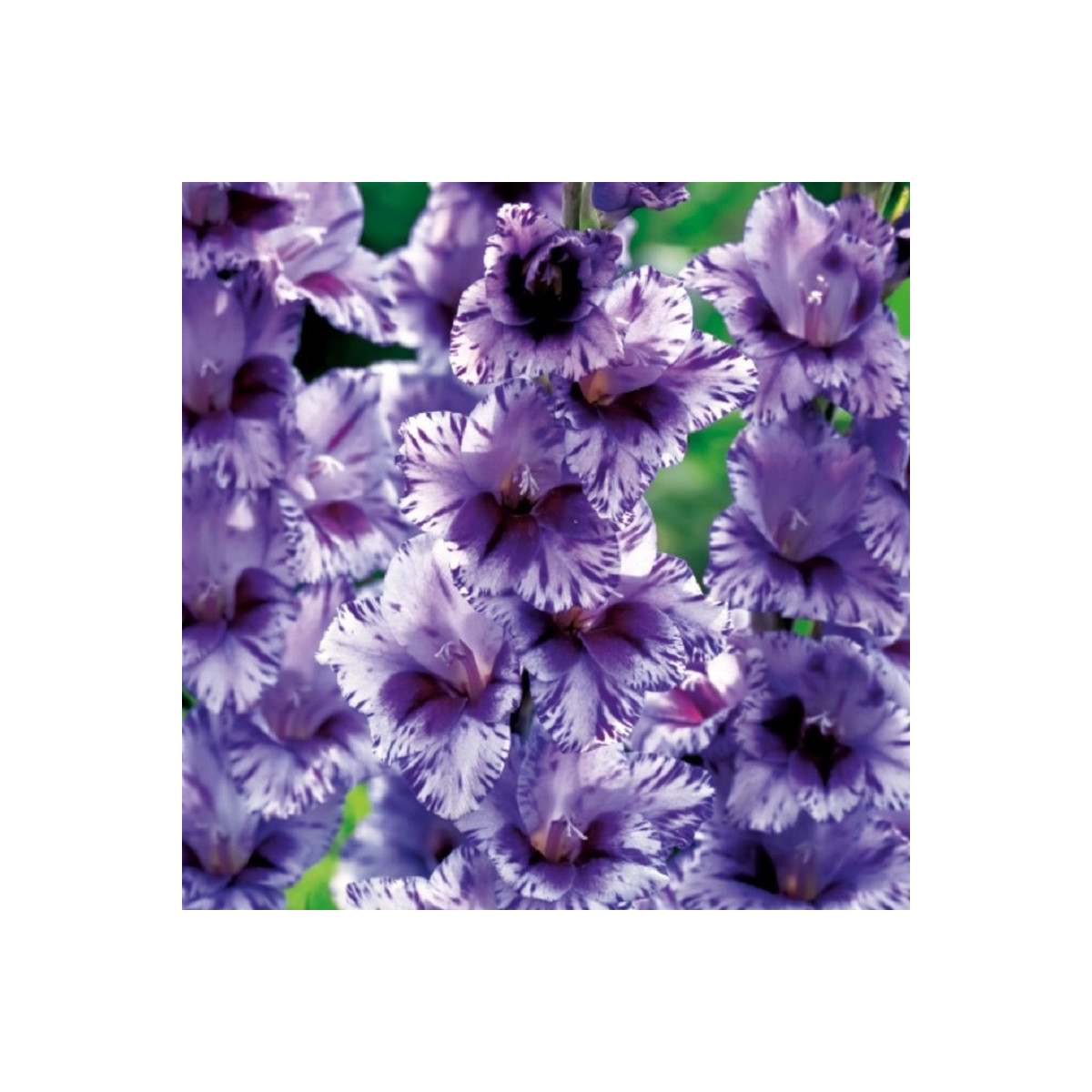 Gladiola Passos - Gladiolus - cibuľoviny - 3 ks