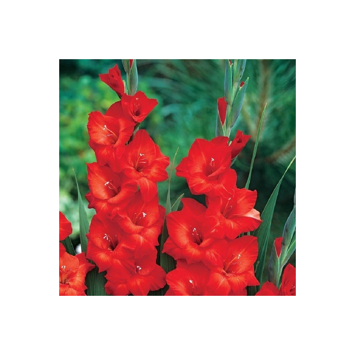 Gladiola Mascagni - Gladiolus - cibuľoviny - 3 ks