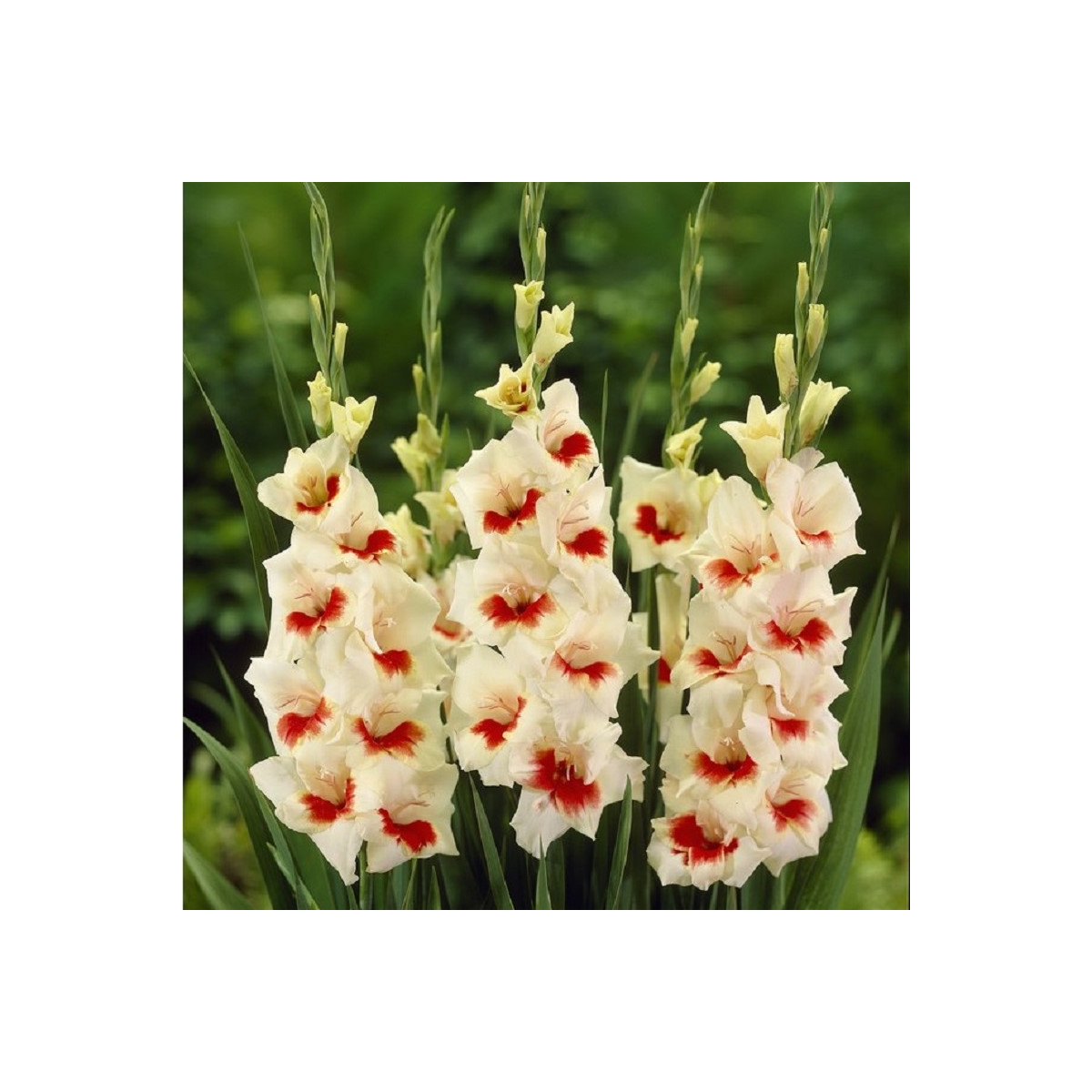 Gladiola Ajax - Gladiolus - cibuľoviny - 3 ks