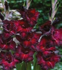 Gladiola Black Surprise - Gladiolus - cibuľoviny - 3 ks