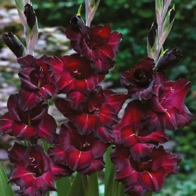 Gladiola Black Surprise - Gladiolus - cibuľoviny - 3 ks