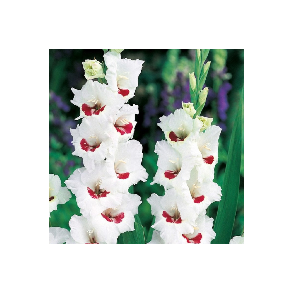 Gladiola Fiorentina - Gladiolus - cibuľoviny - 3 ks