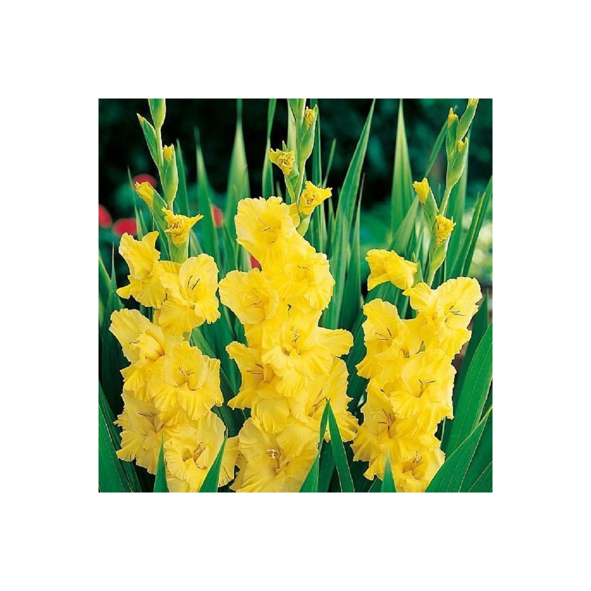 Gladiola Yellow Frans - Gladiolus - cibuľoviny - 3 ks
