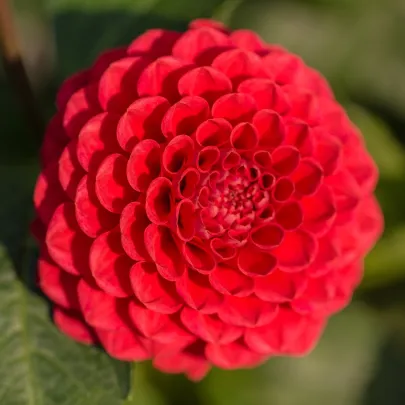 Georgína Singer - Dahlia - cibuľoviny - 1 ks