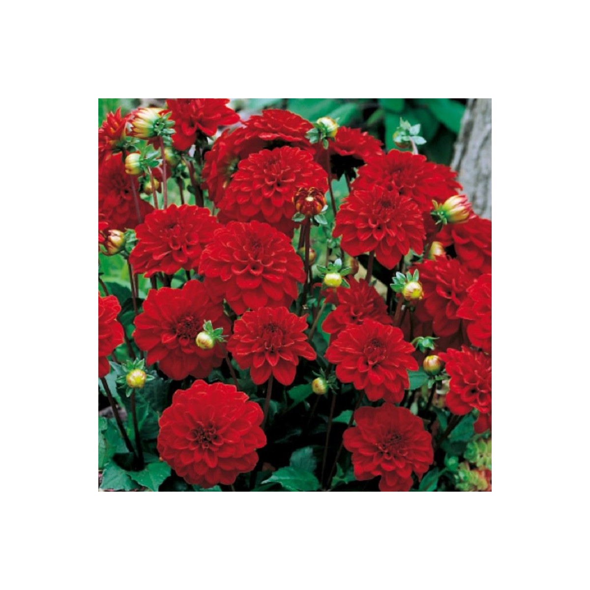 Georgína Singer - Dahlia - cibuľoviny - 1 ks