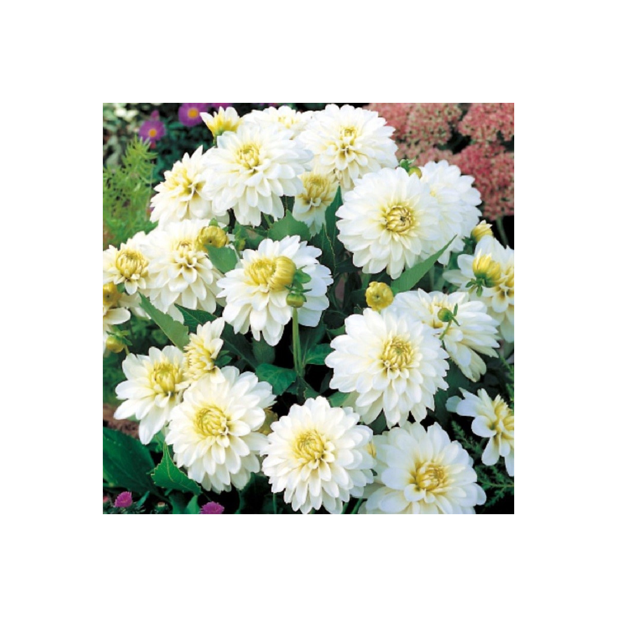 Georgína Art Fair - Dahlia - cibuľoviny - 1 ks