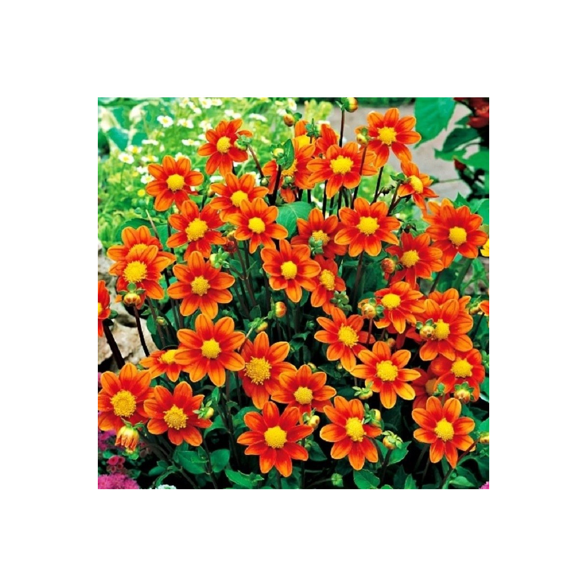 Georgína Topmix oranžová - Dahlia - cibuľoviny - 1 ks