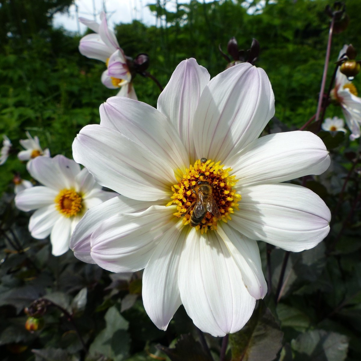 Georgína Bishop of Dover - Dahlia - cibuľoviny - 1 ks