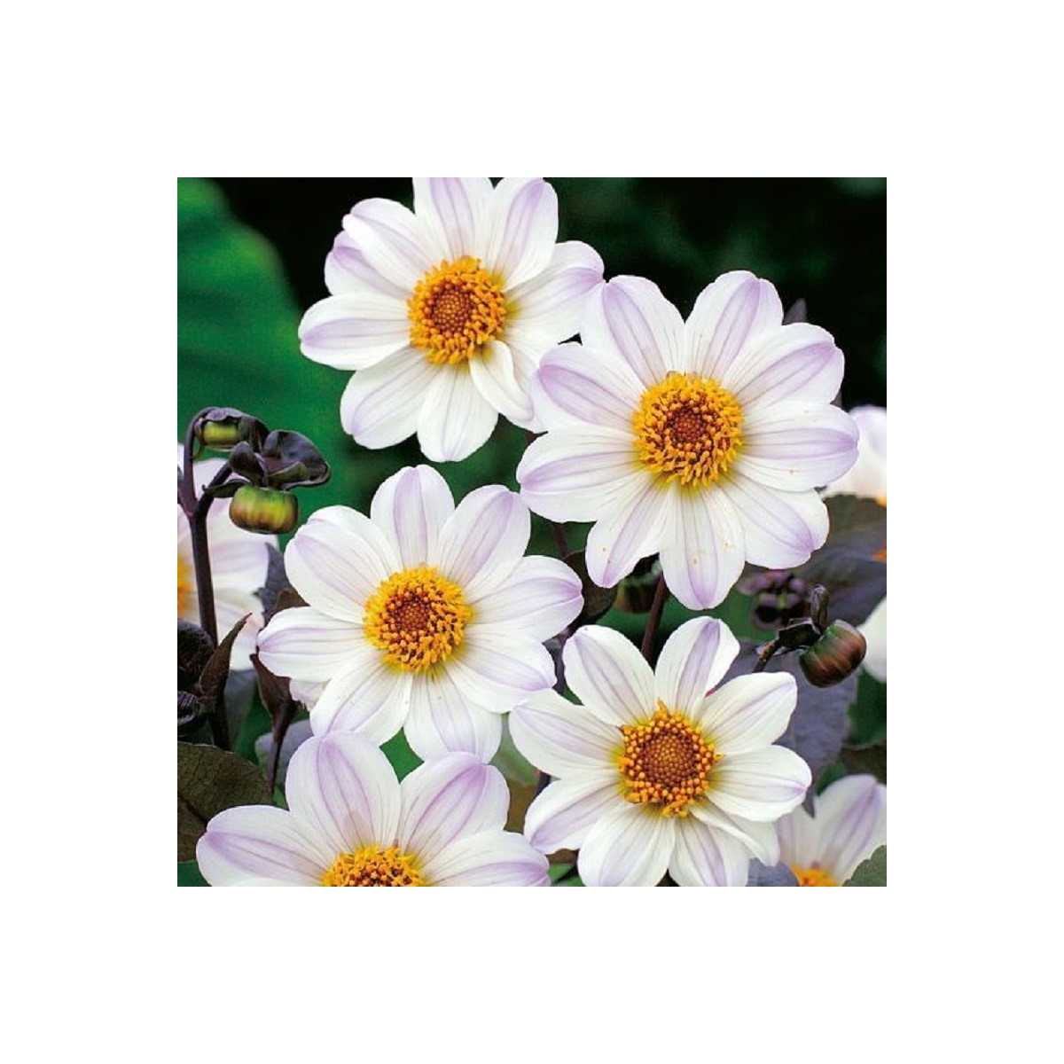 Georgína Bishop of Dover - Dahlia - cibuľoviny - 1 ks