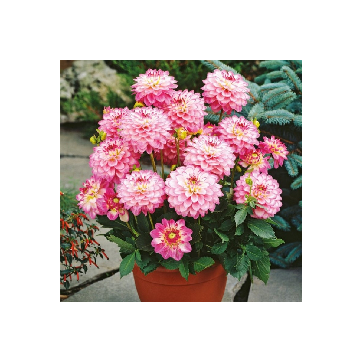 Georgína Melody Dixie - Dahlia - cibuľoviny - 1 ks