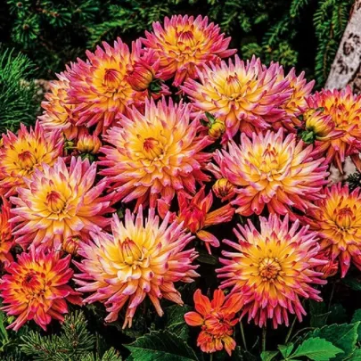 Georgína Melody Gipsy - Dahlia - cibuľoviny - 1 ks