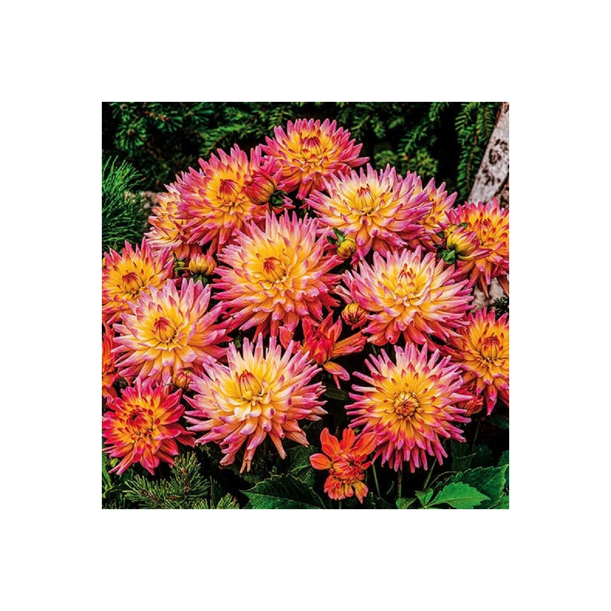 Georgína Melody Gipsy - Dahlia - cibuľoviny - 1 ks