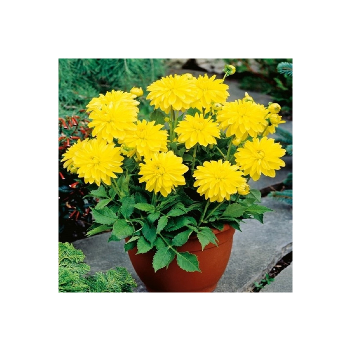 Georgína Melody Latin - Dahlia - cibuľoviny - 1 ks