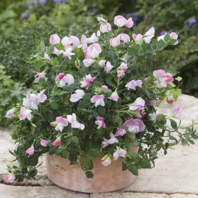 Hrachor voňavý zakrpatený Cupid Pink - Lathyrus odoratus - semená - 12 ks