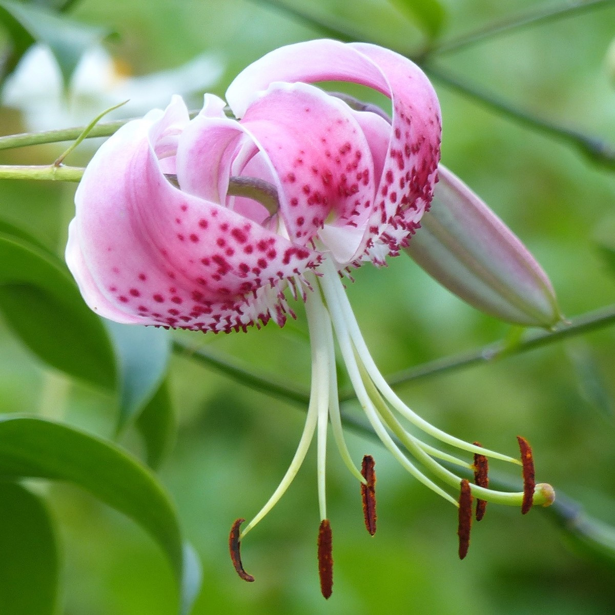 Ľalia speciosum rubrum  - Lilium - cibuľoviny - 1 ks