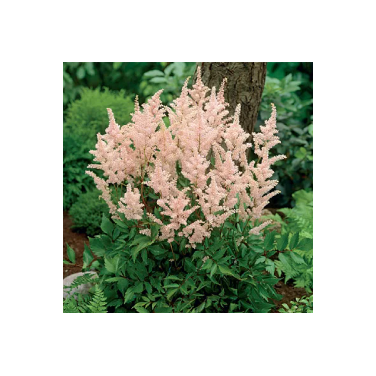 Astilba Peach Blossom - Astilbe japonica - cibuľoviny - 1 ks