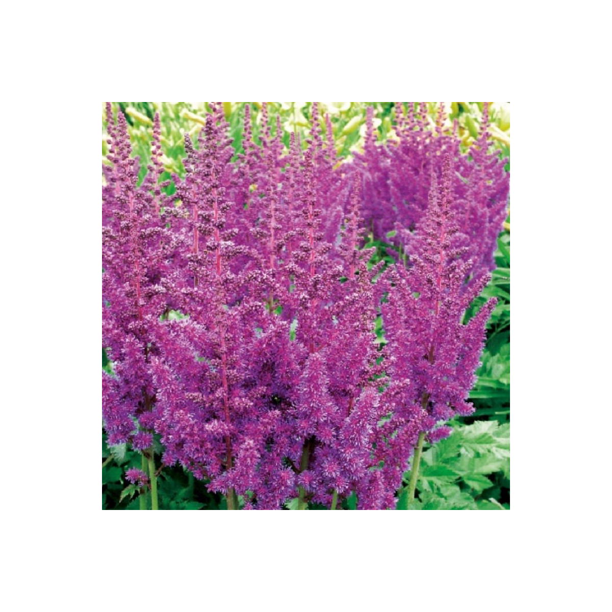 Astilba modrá - Astilbe - cibuľoviny - 1 ks