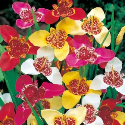 Tigrídia mix - Tigridia - cibuľoviny - 3 ks