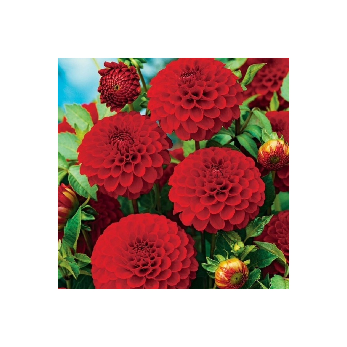 Georgína Glow - Dahlia - cibuľoviny - 1 ks