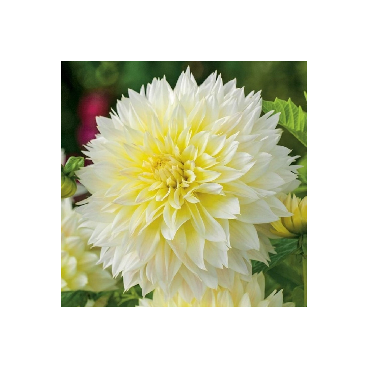 Georgína Canary Fubuki - Dahlia - cibuľoviny - 1 ks
