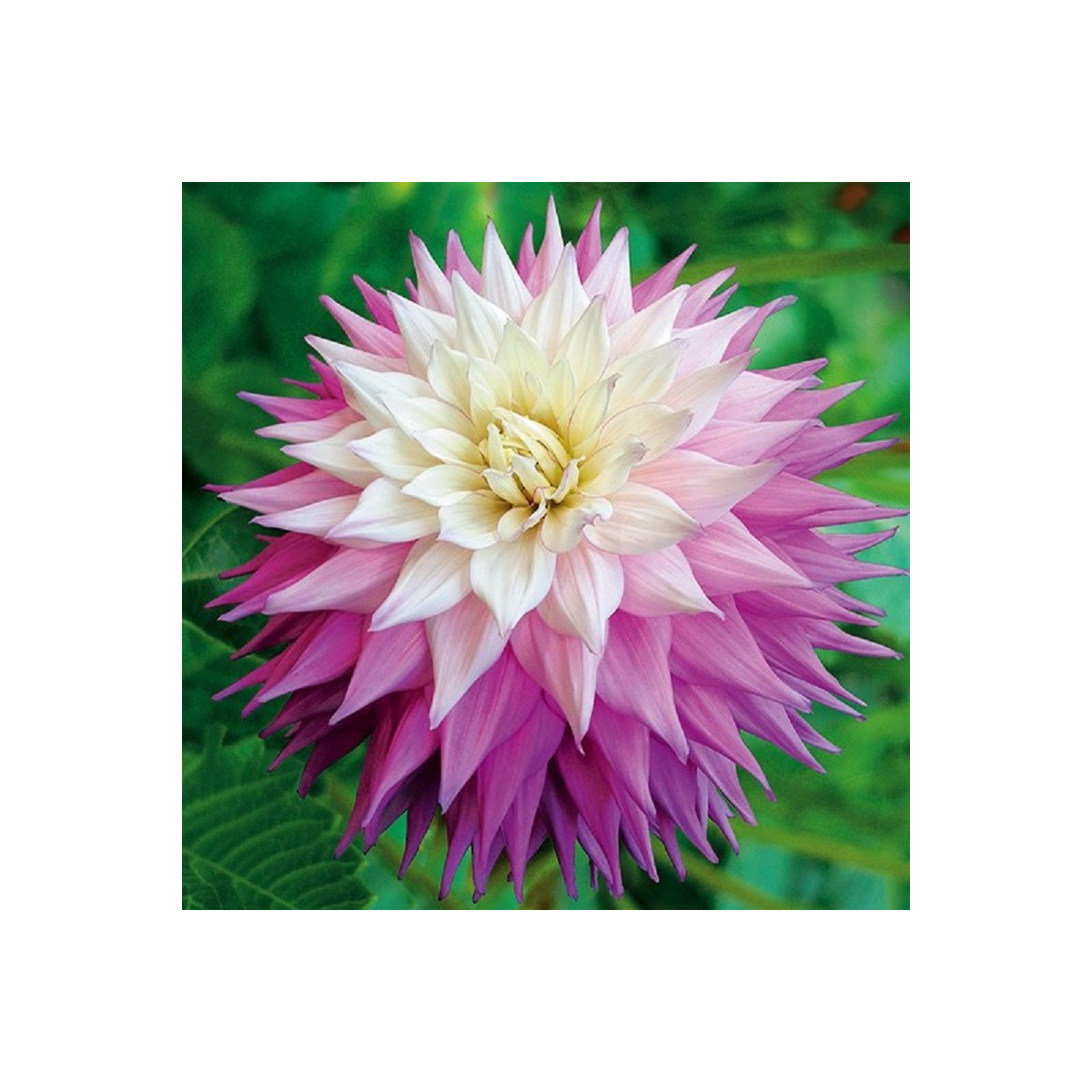 Georgína Sir Alf Ramsey - Dahlia - cibuľoviny - 1 ks