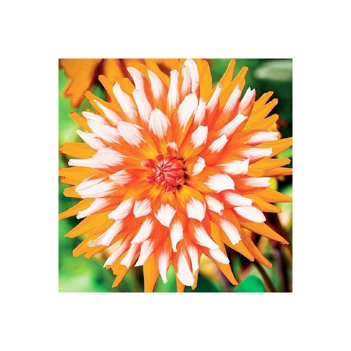 Georgína Orange Turmoil - Dahlia - cibuľoviny - 1 ks