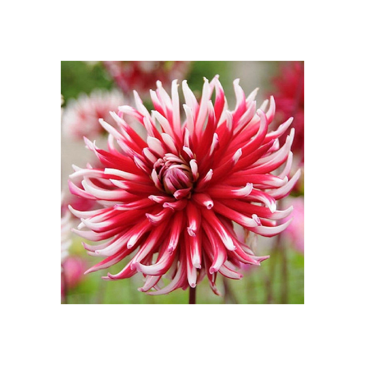 Georgína Friqoulet - Dahlia - cibuľoviny - 1 ks