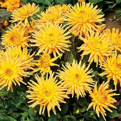 Georgína Garden Princess - Dahlia - cibuľoviny - 1 ks