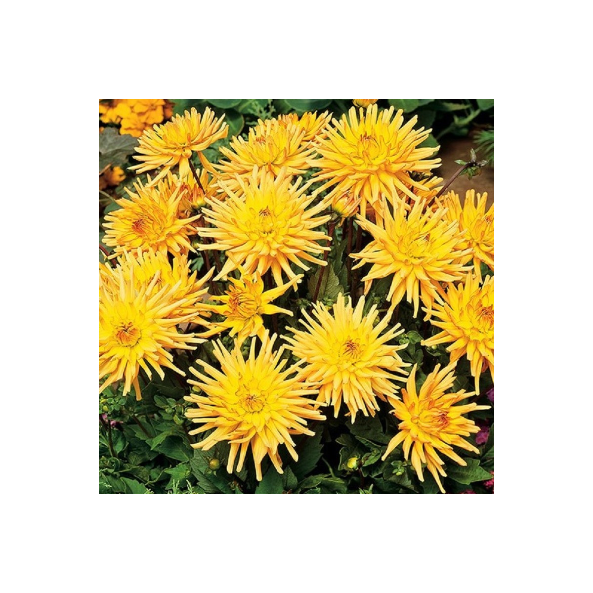 Georgína Garden Princess - Dahlia - cibuľoviny - 1 ks