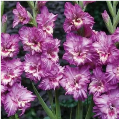 Gladiola Tango – Gladiolus – hľuzy gladioly