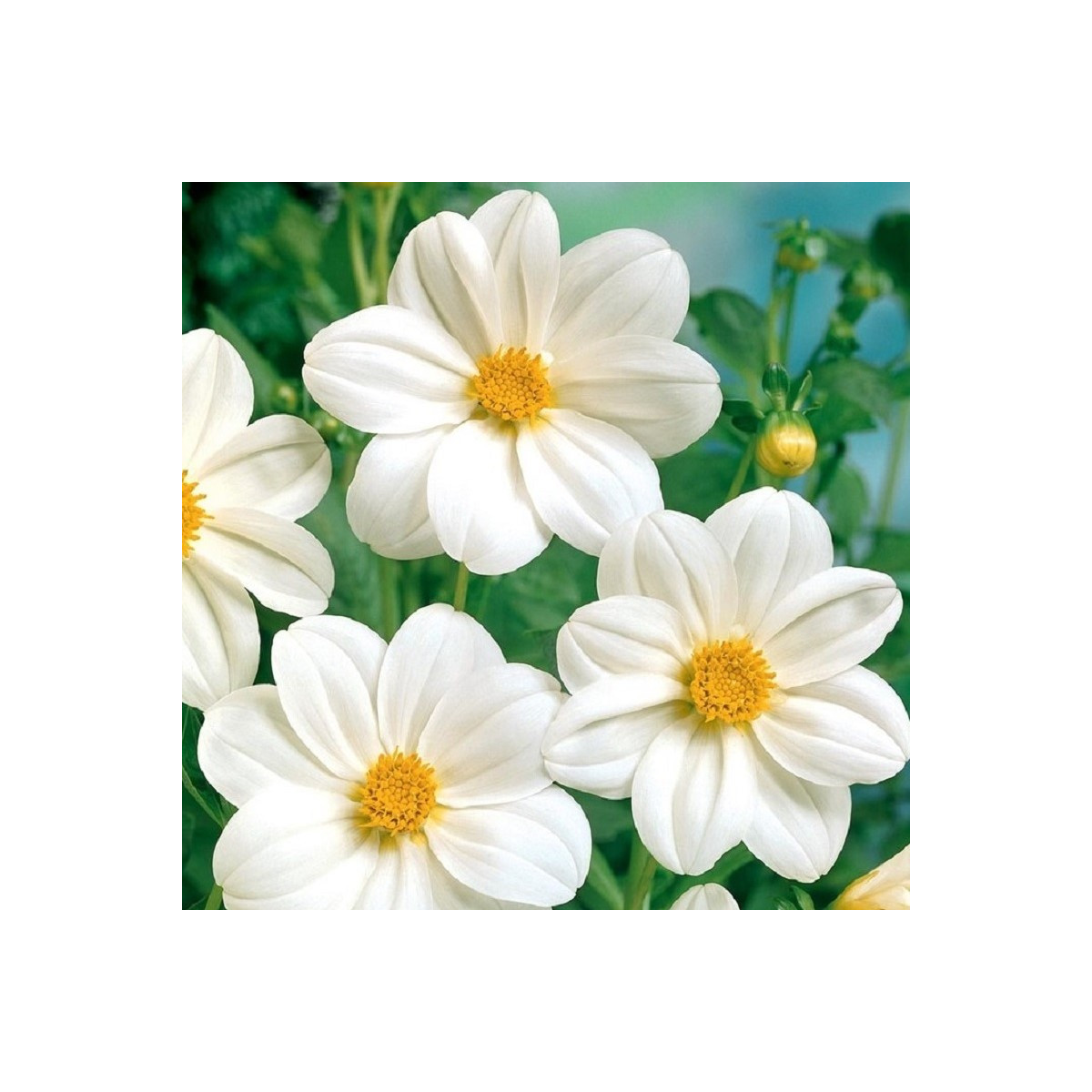 Georgína Mignon biela - Dahlia - cibuľoviny - 1 ks