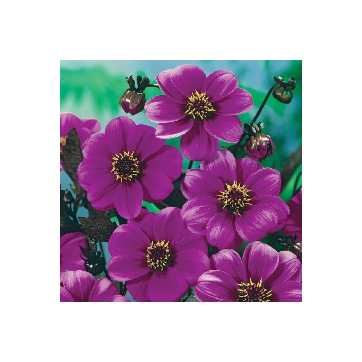 Georgína Mignon fialová - Dahlia - cibuľoviny - 1 ks