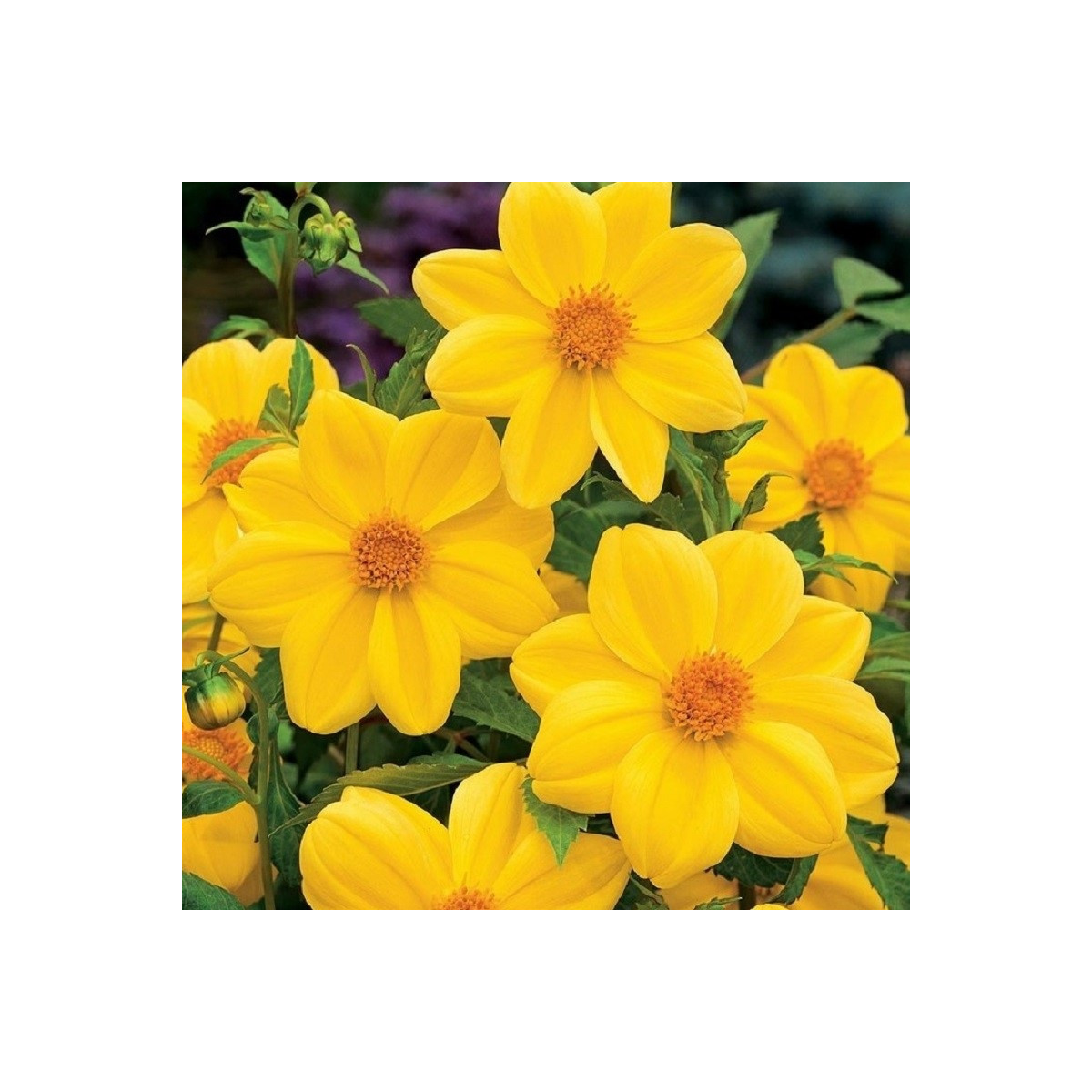 Georgína Mignon žltá - Dahlia - cibuľoviny - 1 ks