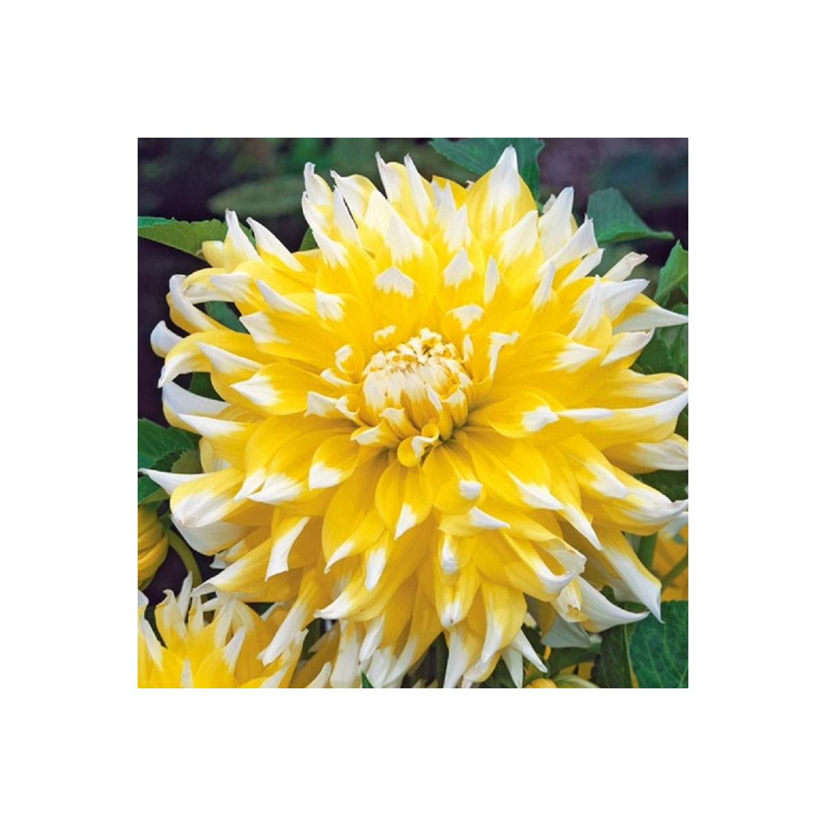 Georgína Grand Prix - Dahlia - cibuľoviny - 1 ks