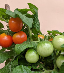 Paradajka kríčková balkónová Tomfall - Solanum lycopersicum - semená - 20 ks