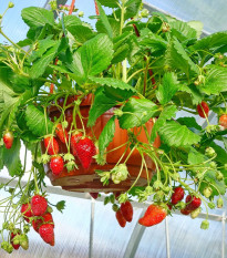 Jahoda Summer Breeze Snow F1 - Fragaria ananassa - semená - 10 ks