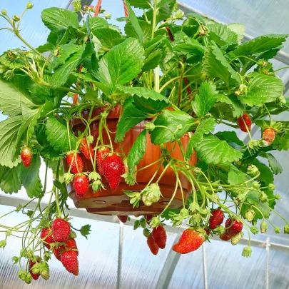 Jahoda Summer Breeze Snow F1 - Fragaria ananassa - semená - 10 ks