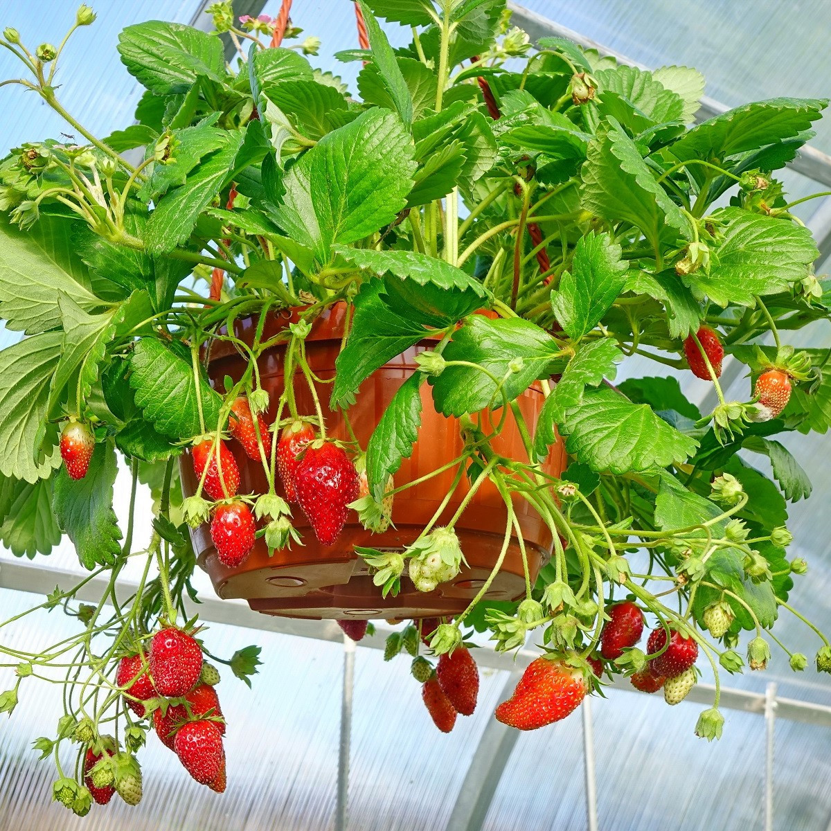 Jahoda Summer Breeze Snow F1 - Fragaria ananassa - semená - 10 ks