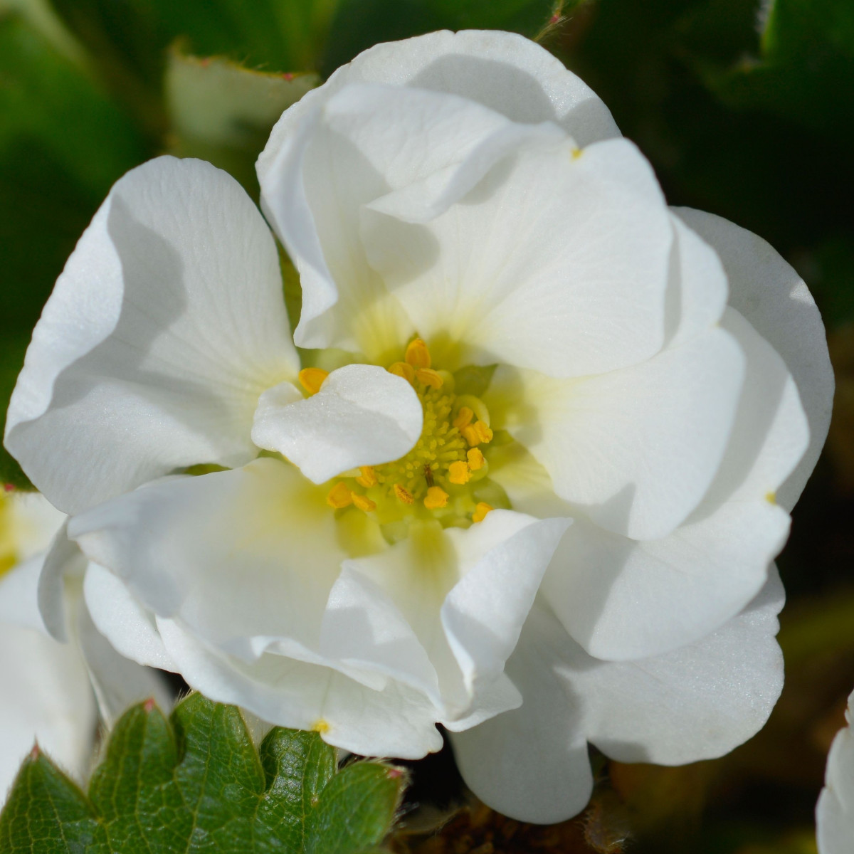 Jahoda Summer Breeze Snow F1 - Fragaria ananassa - semená - 10 ks