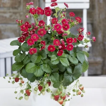 Jahoda Summer Breeze Rose F1 - Fragaria ananassa - semená - 10 ks