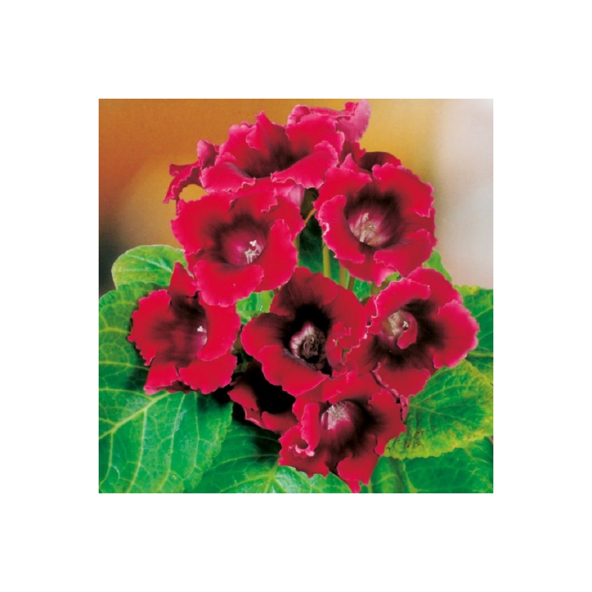 Gloxínia Defiance - Sinningia - cibuľoviny - 1 ks