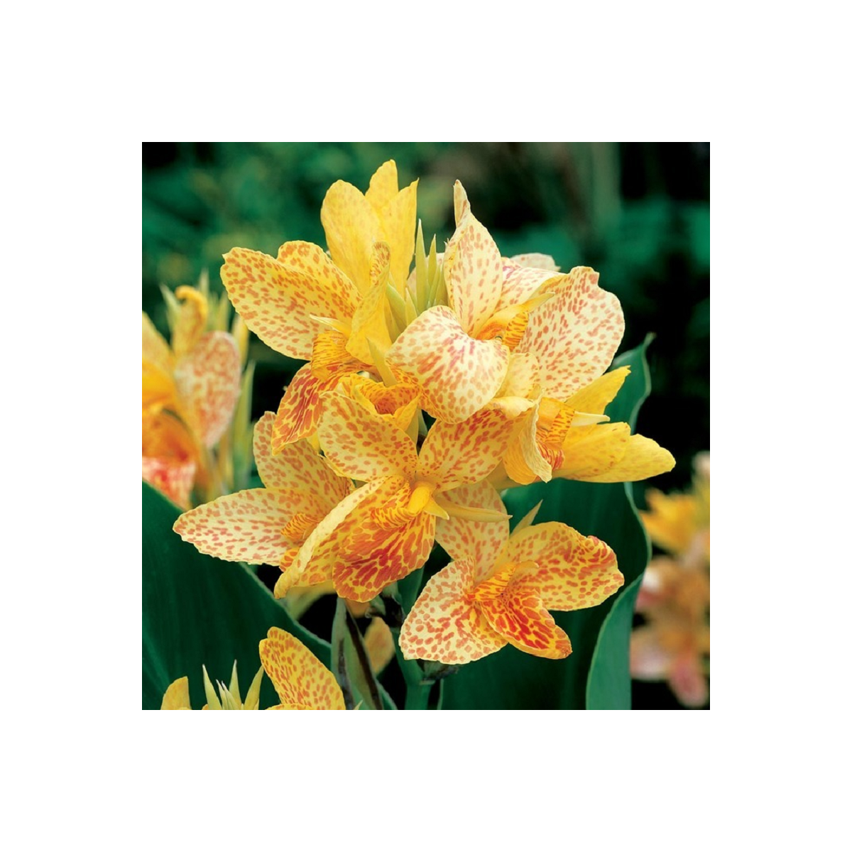 Kana Picasso - Canna - cibuľoviny - 1 ks