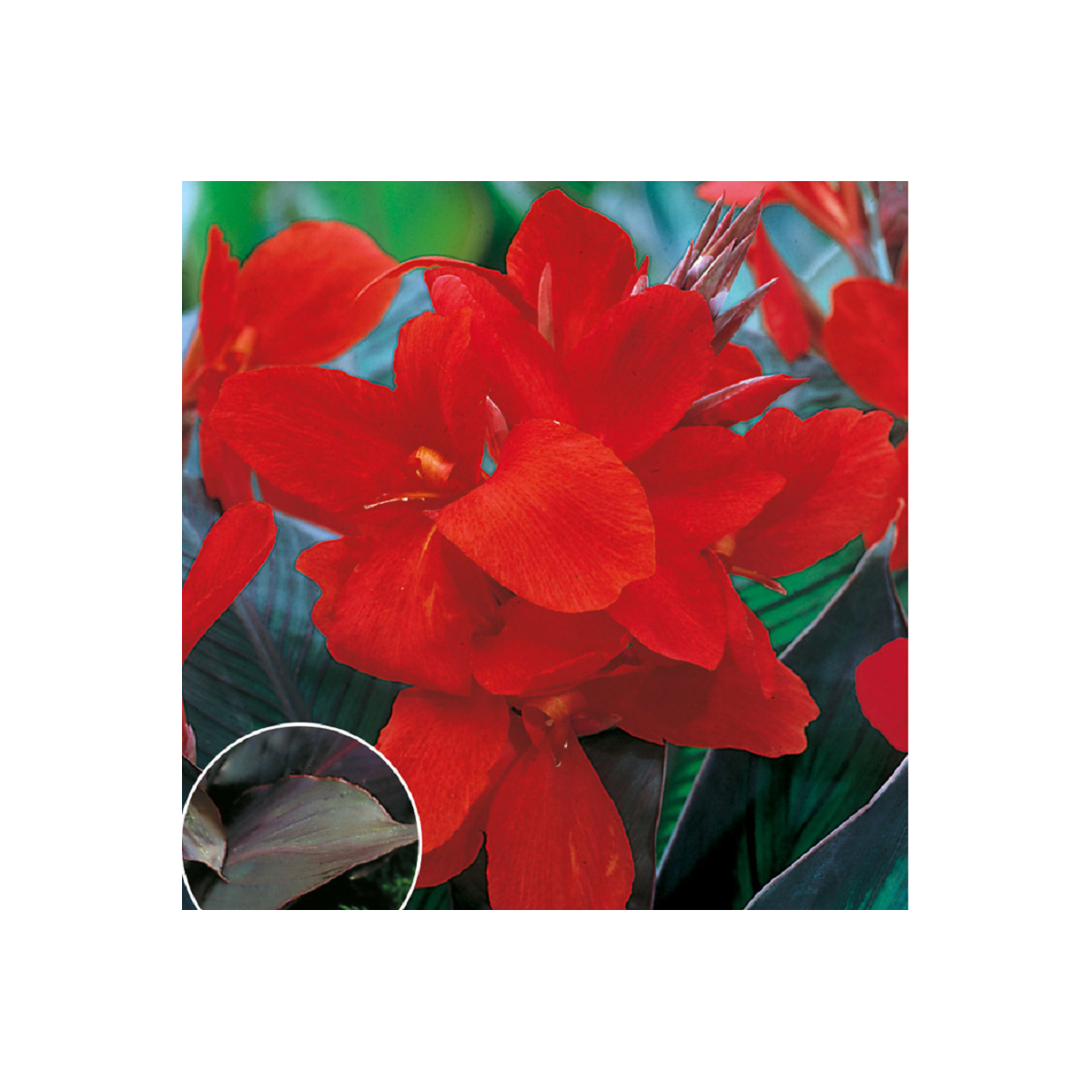 Kana Black Knight - Canna - cibuľoviny - 1 ks