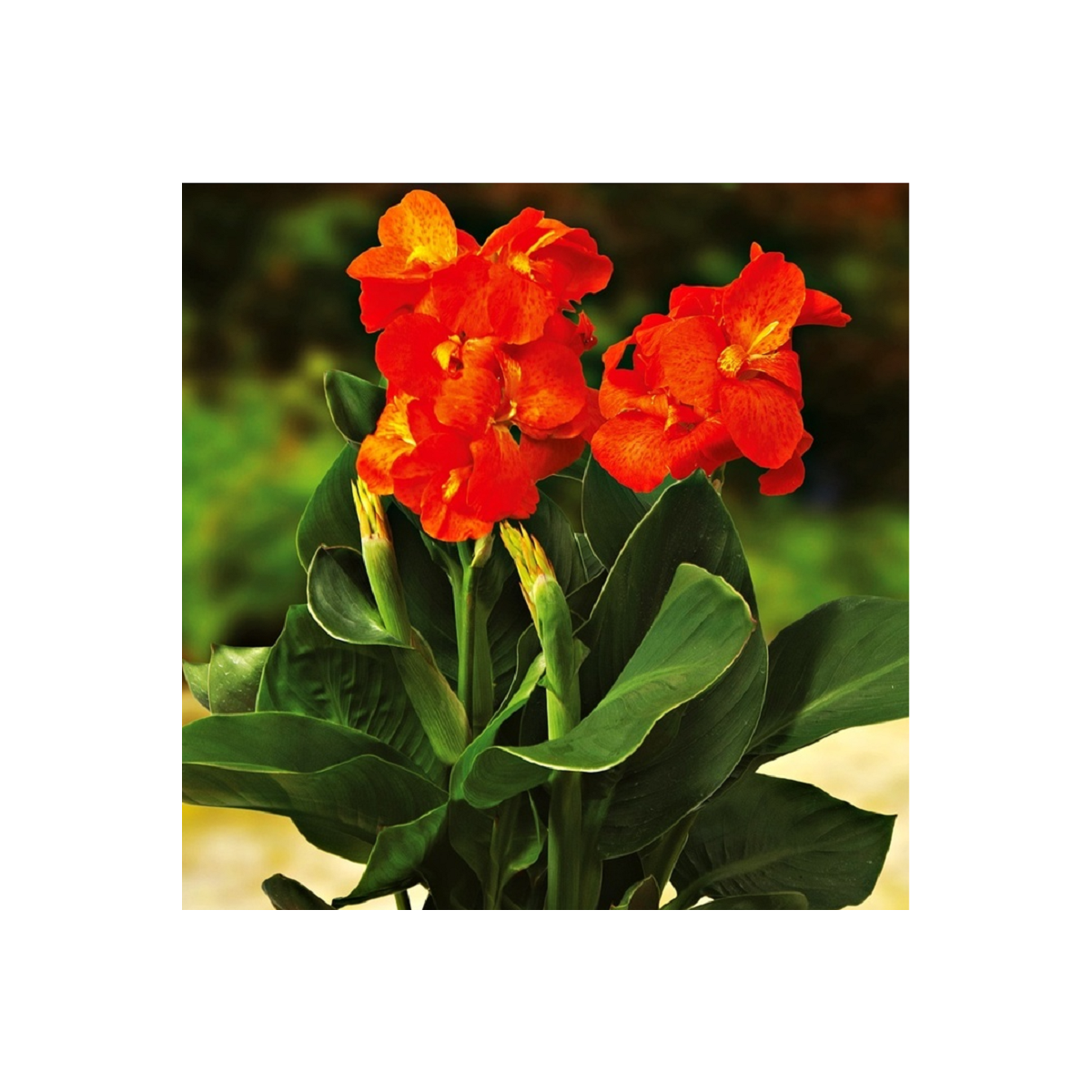 Kana Happy Cleo - Canna - cibuľoviny - 1 ks