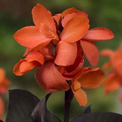 Kana Happy Wilma - Canna - cibuľoviny - 1 ks