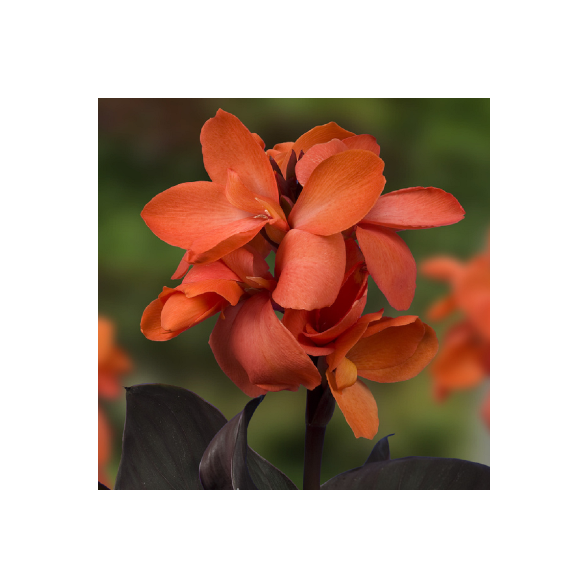 Kana Happy Wilma - Canna - cibuľoviny - 1 ks