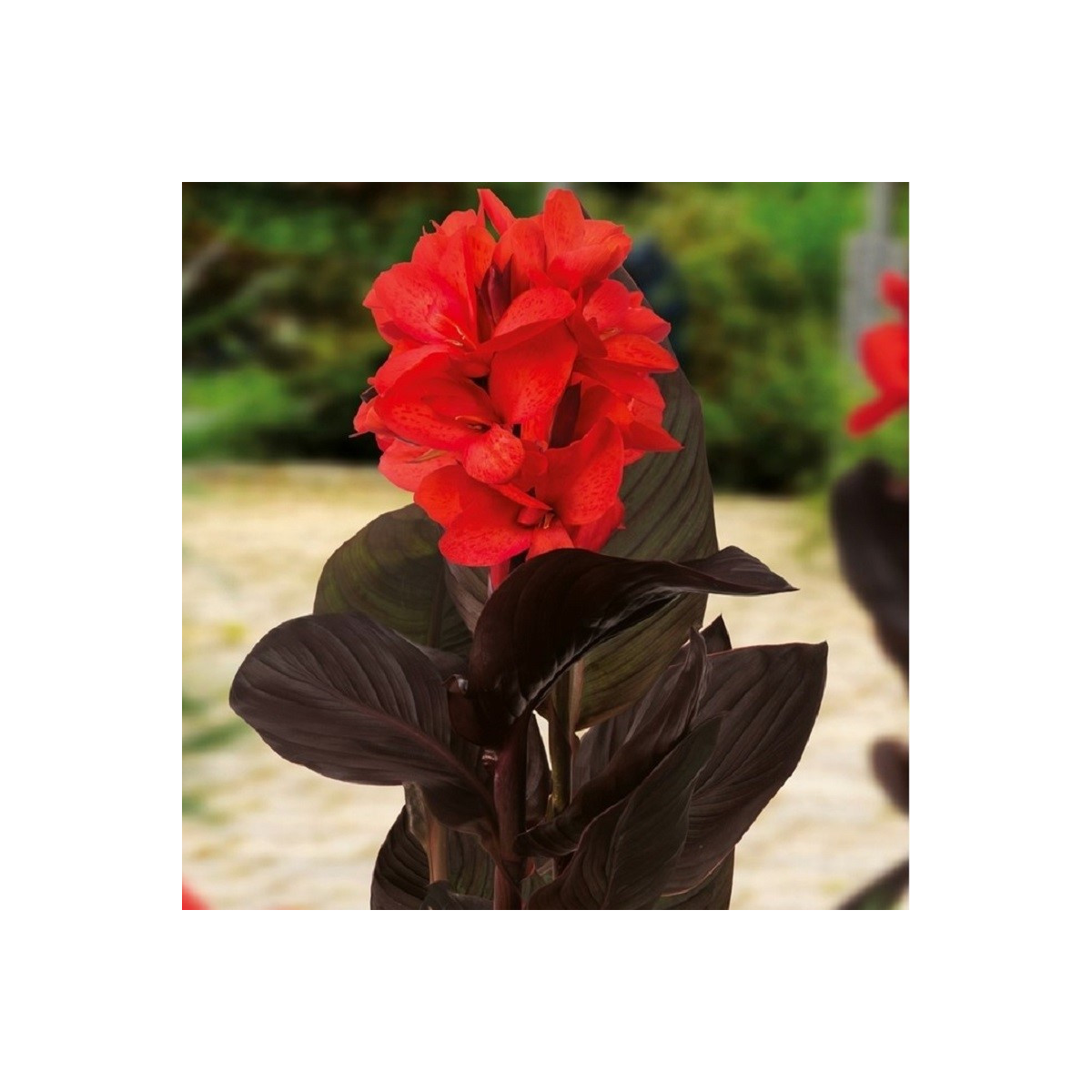 Kana Happy Julia - Canna - cibuľoviny - 1 ks