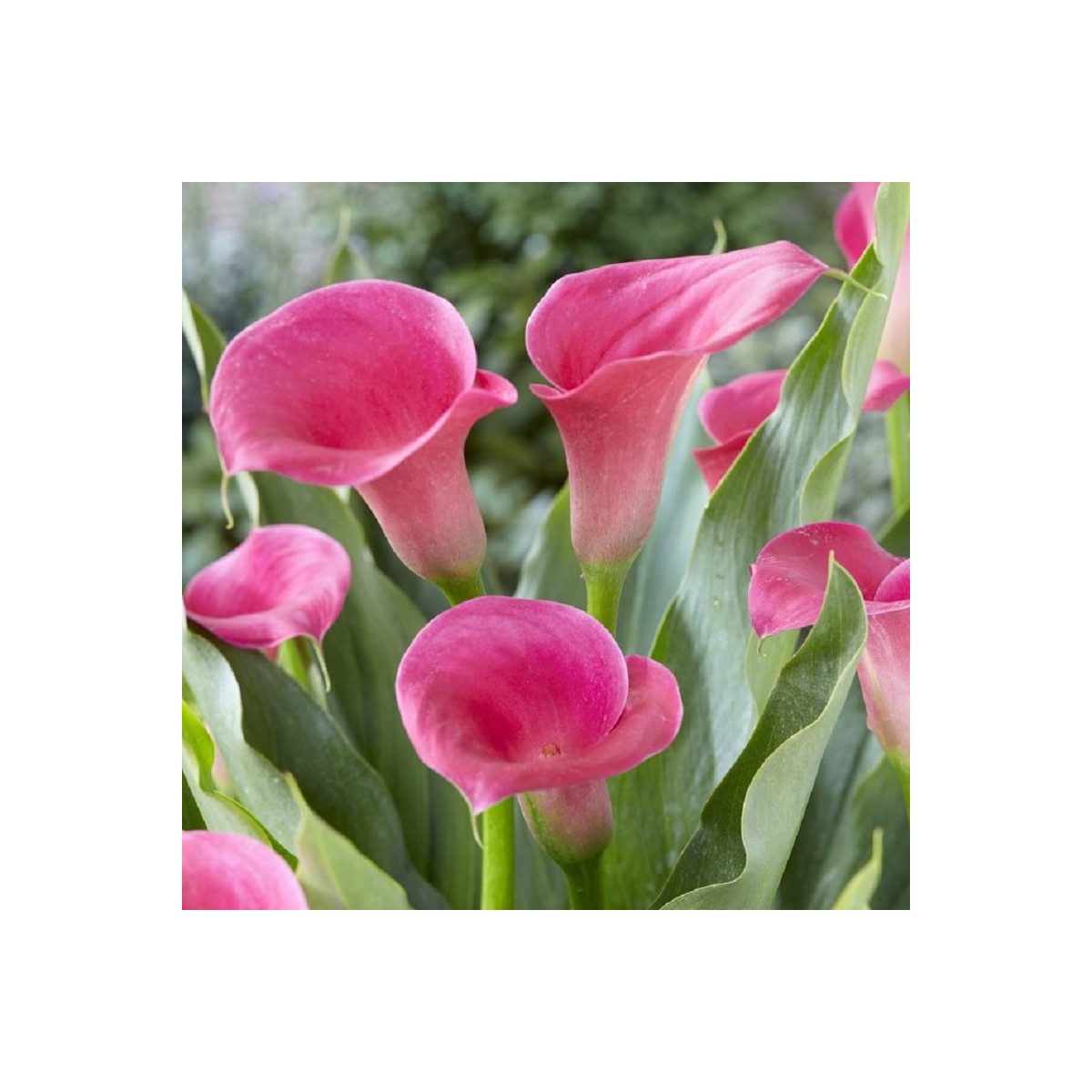 Kala Captain Samba - Zantedeschia - cibuľoviny - 1 ks