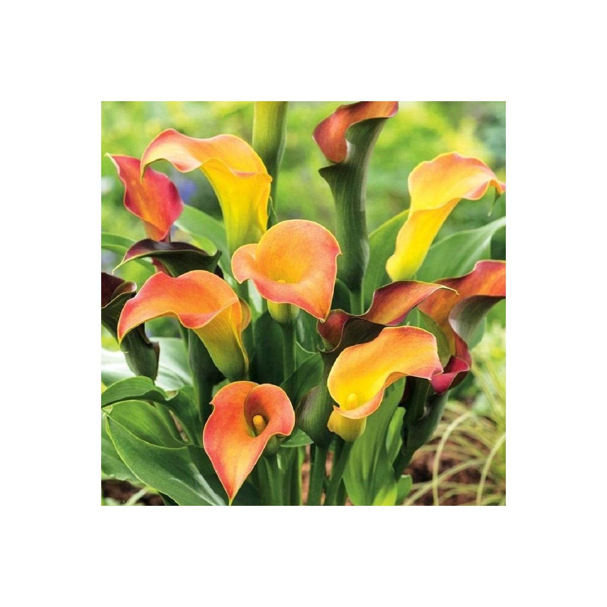 Kala Captain Lido - Zantedeschia - cibuľoviny - 1 ks