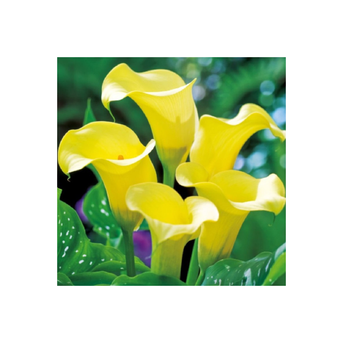 Kala Black Magic - Zantedeschia - cibuľoviny - 1 ks